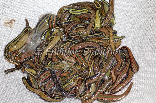 hirudo medicinalis 2.JPG - Hirudo medicinalisSangsue médicinale ou Sangsue officinaleEuropean Medical LeechAnnelida, HirudinidaeFrance